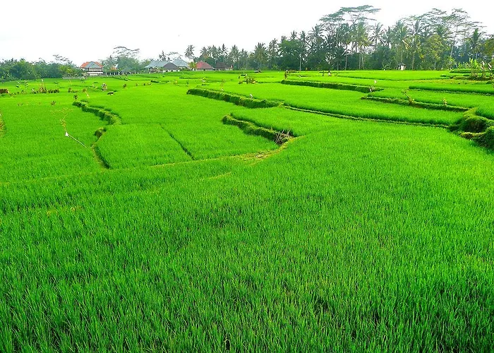 Villa Viola Ubud (Bali)